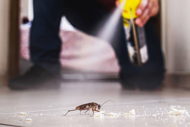 Best Spider Control Near Me  in Renville, MN
