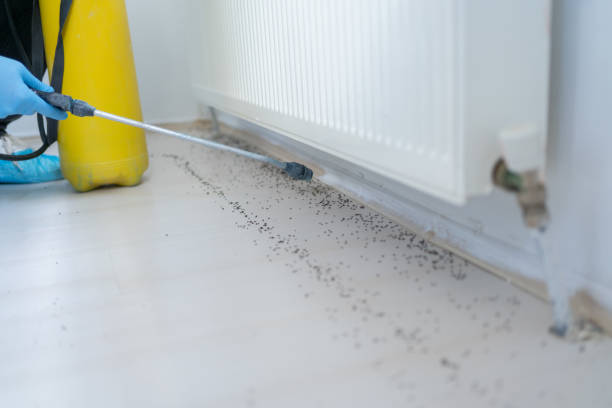 Best Wasp Removal Services  in Renville, MN